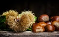 Chestnuts and chestnut bur. Royalty Free Stock Photo