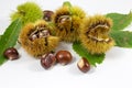 Chestnuts and chestnut curls in a white background