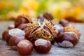 Chestnuts, horse chestnut, Aesculus hippocastanum Royalty Free Stock Photo