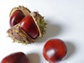 Chestnuts close-up on a white background