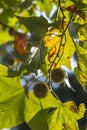 Chestnuts conkers on branch