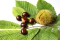 Chestnuts and curly with green leaves Royalty Free Stock Photo