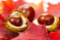 Chestnuts on fall leaves Royalty Free Stock Photo