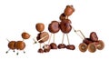 Chestnuts family. Royalty Free Stock Photo