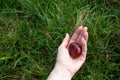 Chestnuts in female hand. Handful of chestnuts. POV woman holding chestnuts on green grass background in autumn park. Royalty Free Stock Photo