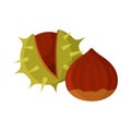 Chestnuts flat style vector illustration. Chestnut on white background.