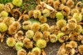 Chestnuts on a footpath Royalty Free Stock Photo