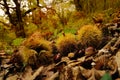 chestnuts in a forest in Tuscany, Italy. fall season.