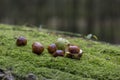 Chestnuts On Fresh Green Moss Royalty Free Stock Photo