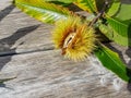 Chestnuts fruis fresh with leaves in autumn season Royalty Free Stock Photo