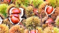 Chestnuts