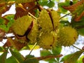 Chestnuts fruit thorns natural color coming out seed protection