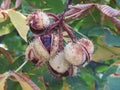 Chestnuts fruit thorns natural color coming out seed protection