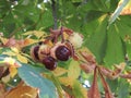 Chestnuts fruit thorns natural color coming out seed protection