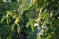 Chestnuts fruits on the branches in a beautiful chestnut forest in Tuscany during the autumn season before the harvest.