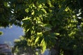 Chestnuts fruits on the branches in a beautiful chestnut forest in Tuscany during the autumn season before the harvest.