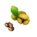 Chestnuts fruits with green leaf, edible raw roasted, nuts in spiny green burr, finest chestnut in world. Digital art watercolor Royalty Free Stock Photo