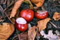 Chestnuts on the ground among autumn leaves Royalty Free Stock Photo