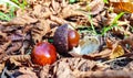 Chestnuts on the ground after falling from the tree.Bitter chestnuts are the seed of Aesculus hippocastanum or horse chestnut and Royalty Free Stock Photo