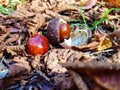 Chestnuts on the ground after falling from the tree.Bitter chestnuts are the seed of Aesculus hippocastanum or horse chestnut and Royalty Free Stock Photo