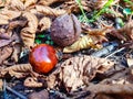 Chestnuts on the ground after falling from the tree.Bitter chestnuts are the seed of Aesculus hippocastanum or horse chestnut and Royalty Free Stock Photo