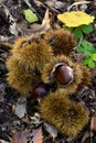 Chestnuts on the ground with shell and autumn leaves in nature, vertical shot Royalty Free Stock Photo