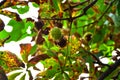 Chestnuts growing on the tree Royalty Free Stock Photo