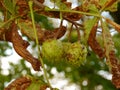 Chestnuts hanging on tree in autumn Background brightly