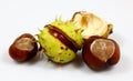Chestnuts that have fallen from the tree