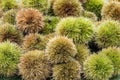 Chestnuts hedgehog just picked. Autumnal composition of chestnuts Royalty Free Stock Photo