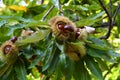 Chestnuts in hedgehogs hang from chestnut branches just before harvest, autumn season. Chestnut forest in the Tuscan mountains. Royalty Free Stock Photo