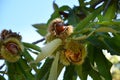 Chestnuts in hedgehogs hang from chestnut branches just before harvest, autumn season. Chestnuts forest on the Tuscany mountains. Royalty Free Stock Photo