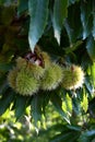 Chestnuts in hedgehogs hang from chestnut branches just before harvest, autumn season. Chestnuts forest on the Tuscany mountains. Royalty Free Stock Photo