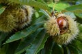 Chestnuts in hedgehogs hang from chestnut branches just before harvest, autumn season. Chestnuts forest on the Tuscany mountains. Royalty Free Stock Photo