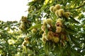 Chestnuts in hedgehogs hang from chestnut branches just before harvest, autumn season. Chestnuts forest on the Tuscany mountains. Royalty Free Stock Photo