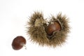 Chestnuts with husk