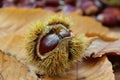Chestnuts, husk and dead leaves