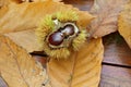 Chestnuts, husk and dead leaves