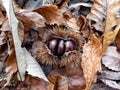 3 chestnuts inside chestnut hedgehog are on a ground covered with brown dry leaves in autumn Royalty Free Stock Photo