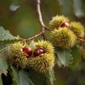 Chestnuts inside the hedgehog, close up image Royalty Free Stock Photo
