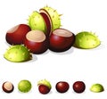 Chestnuts isolated Royalty Free Stock Photo