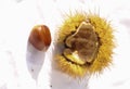 Chestnuts isolated for background Royalty Free Stock Photo