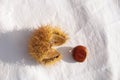 Chestnuts thorns shell  isolated for background Royalty Free Stock Photo