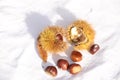 Chestnuts isolated for background Royalty Free Stock Photo