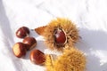 Chestnuts isolated for background Royalty Free Stock Photo