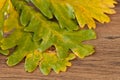 Chestnuts leaves