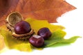 Chestnuts and leaves