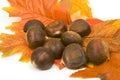 Chestnuts on a leaves