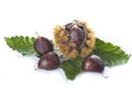 Chestnuts with leaves and burrs isolated on a white background Royalty Free Stock Photo