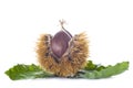 Chestnuts with leaves and burrs isolated on a white background Royalty Free Stock Photo
